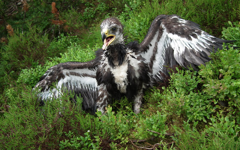 BaT_2012_chick