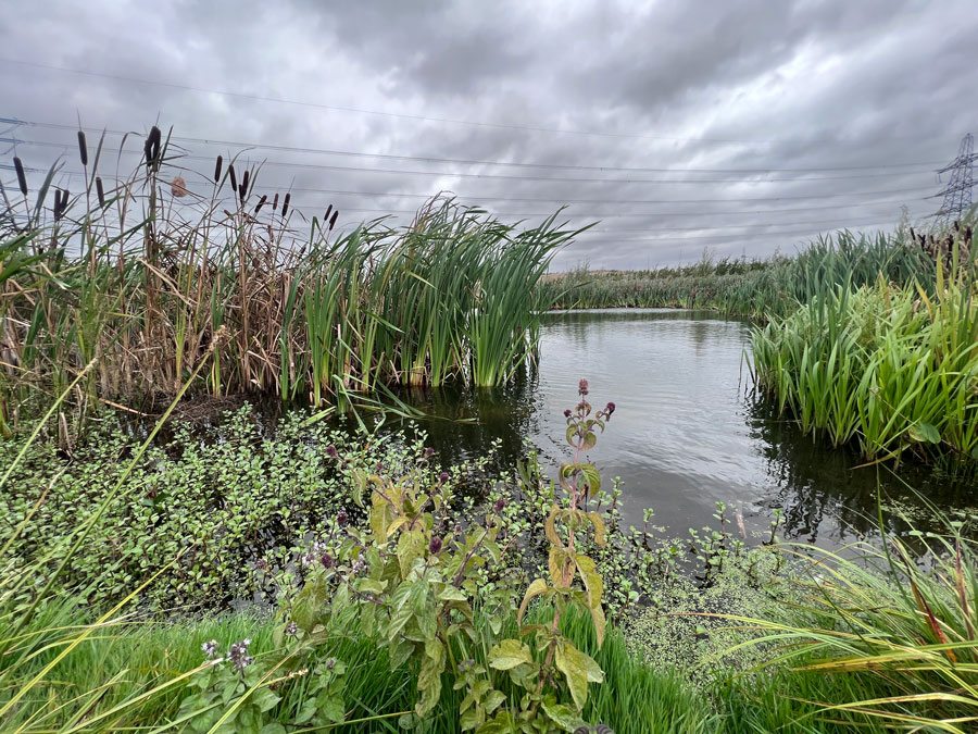 Pond