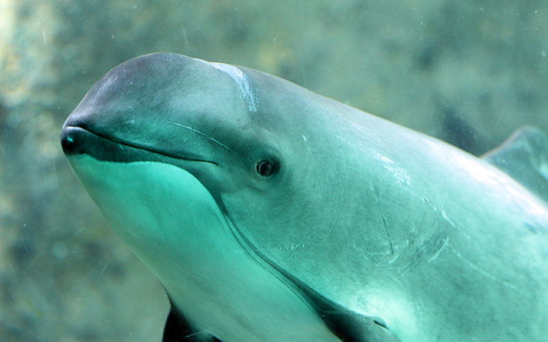 Marine Mammal Image