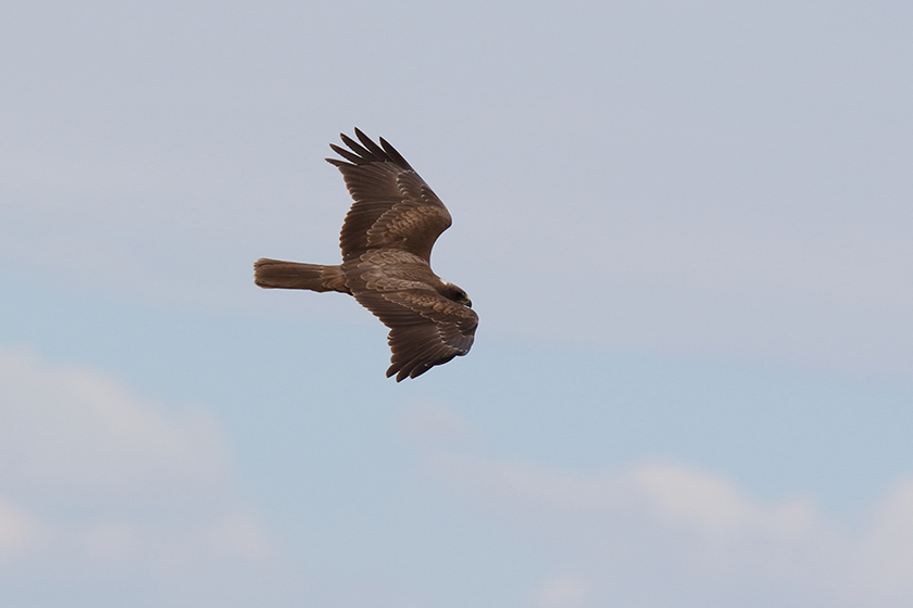 marsh harrier_Bawdsey_16-05-19_01